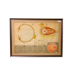 Framed Vintage Italian Teaching Poster of the Eye in French, circa 1940