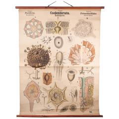 Antique 19th Century Wall Chart by Rudolf Leuckart, Coelenterata, Sea Sponges