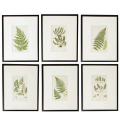 Set of Six Framed Fern Prints