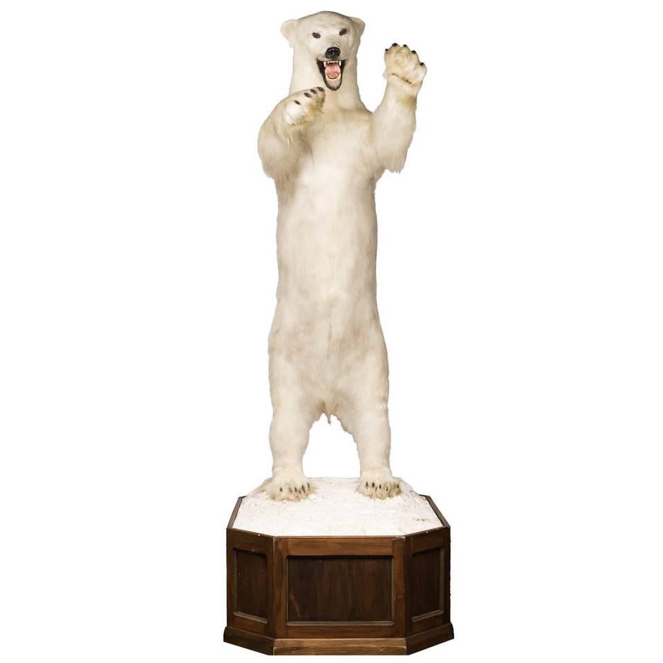 Exceptional Taxidermy Full Size Standing Polar Bear