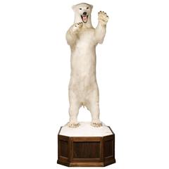 Exceptional Taxidermy Full Size Standing Polar Bear