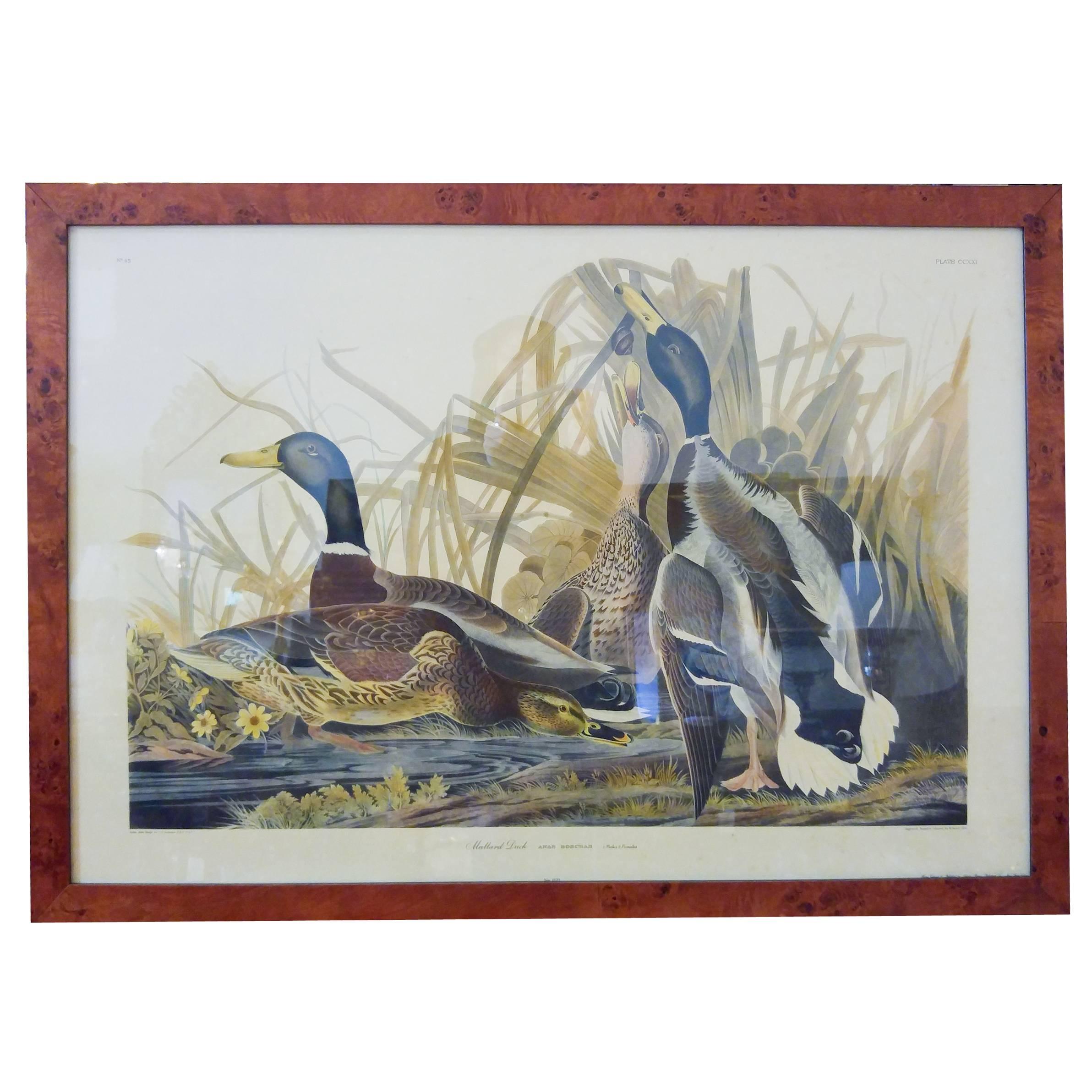 Audubon Framed Print Mallard Duck Havell Edition