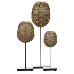 Collection of Authentic Turtle Shells on Steel Display Stands