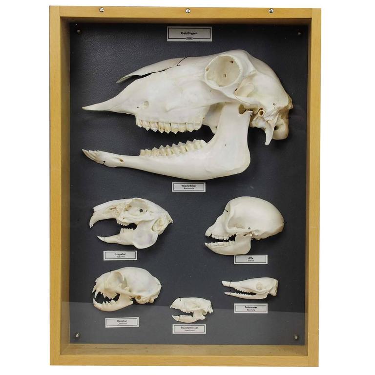Teaching Showcase Different Sets of Animal Teeth at 1stDibs