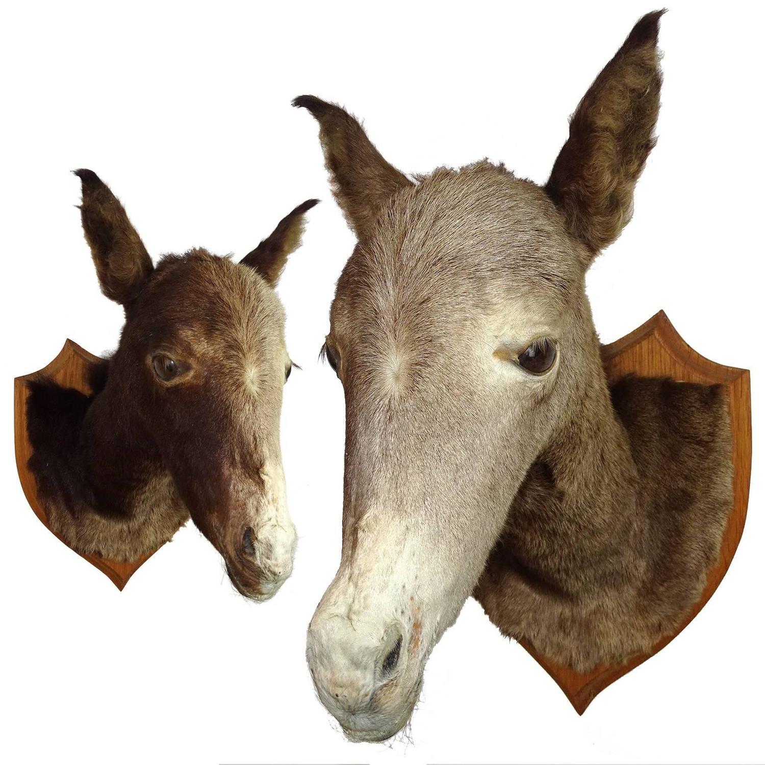 1930s Taxidermy Mini Foal Mule Mix Horse Donkey Mounted at ... 1930s Taxidermy Mini Foal Mule Mix Horse Donkey Mounted at ...
