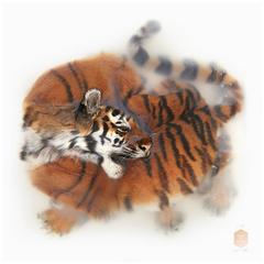 Art Print Titled 'Unknown Pose by Amur Tiger' by Sinke & van Tongeren