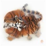 Kunstdruck mit dem Titel „Unbekannte Pose von Amur Tiger“ von Sinke & van Tongeren