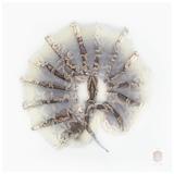 Art Print, Title "Unknown Pose" by Burmese Python by Sinke 
Van Tongeren