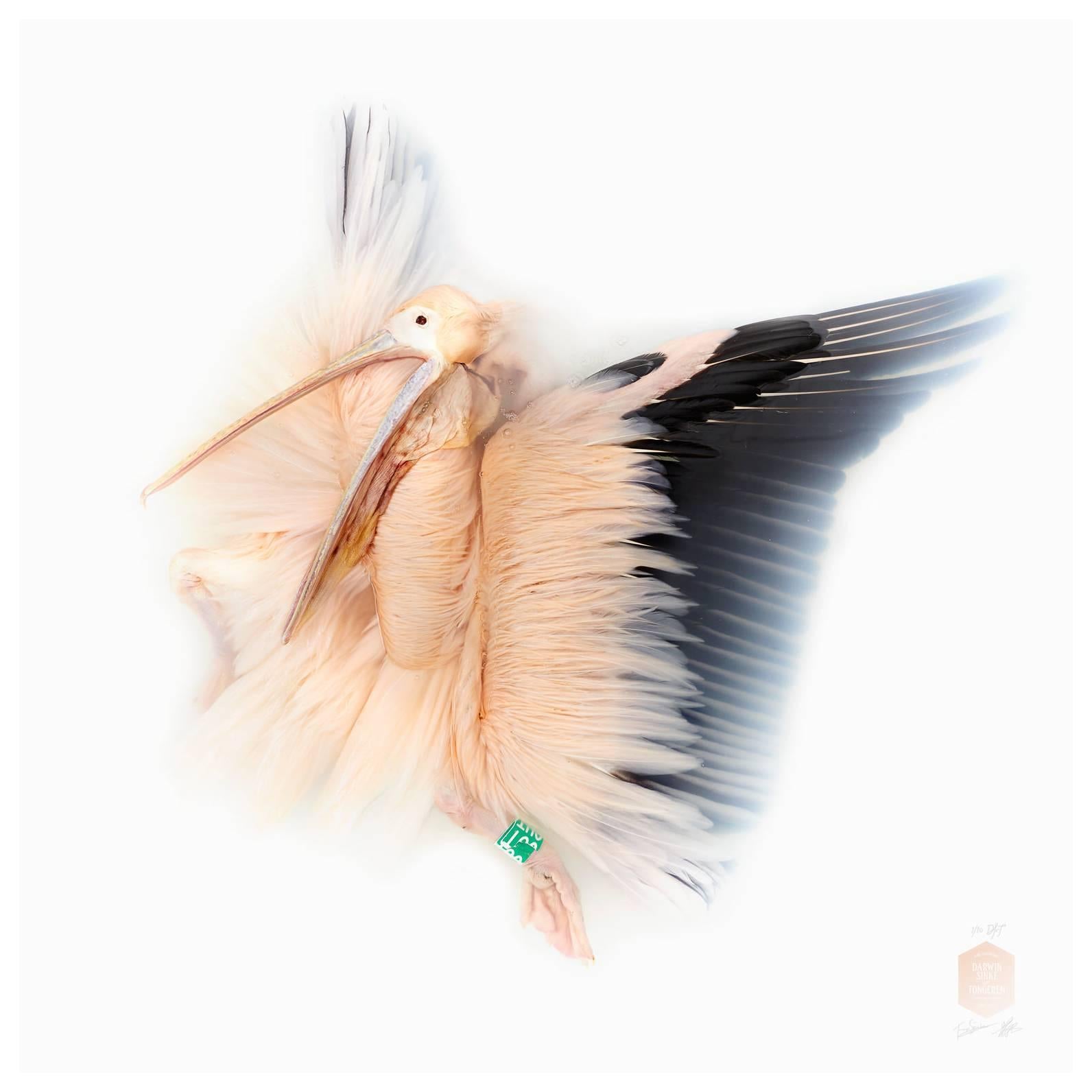 Kunstdruck mit dem Titel „Unbekannte Pose von Great White Pelican“ von Sinke & van Tongeren