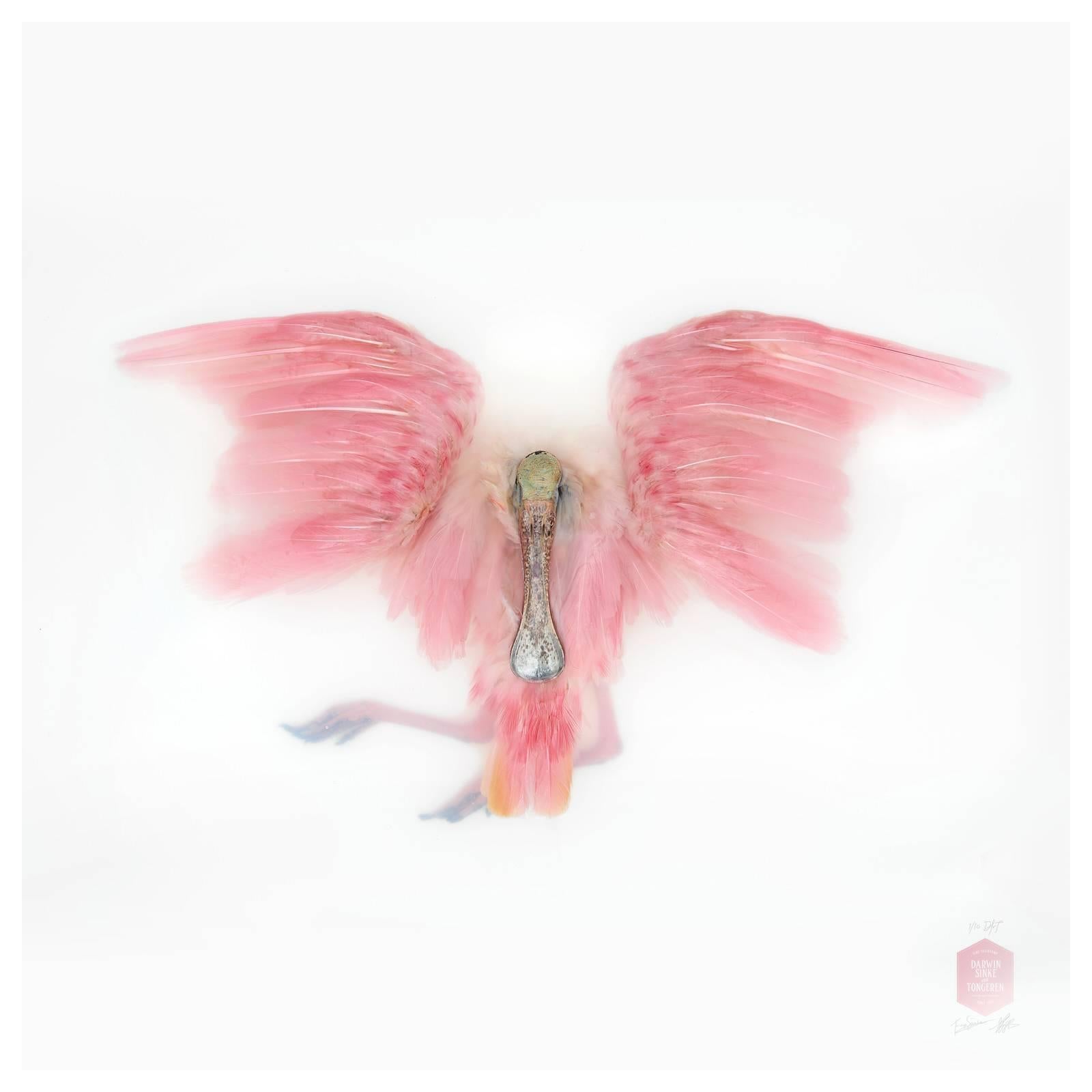 Kunstdruck mit dem Titel „Unbekannte Pose von Roseate Spoonbill“ von Sinke & van Tongeren