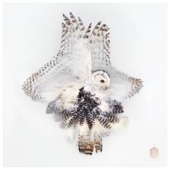 Art Print Titled 'Unkown Pose by Snowy Owl' by Sinke & Van Tongeren