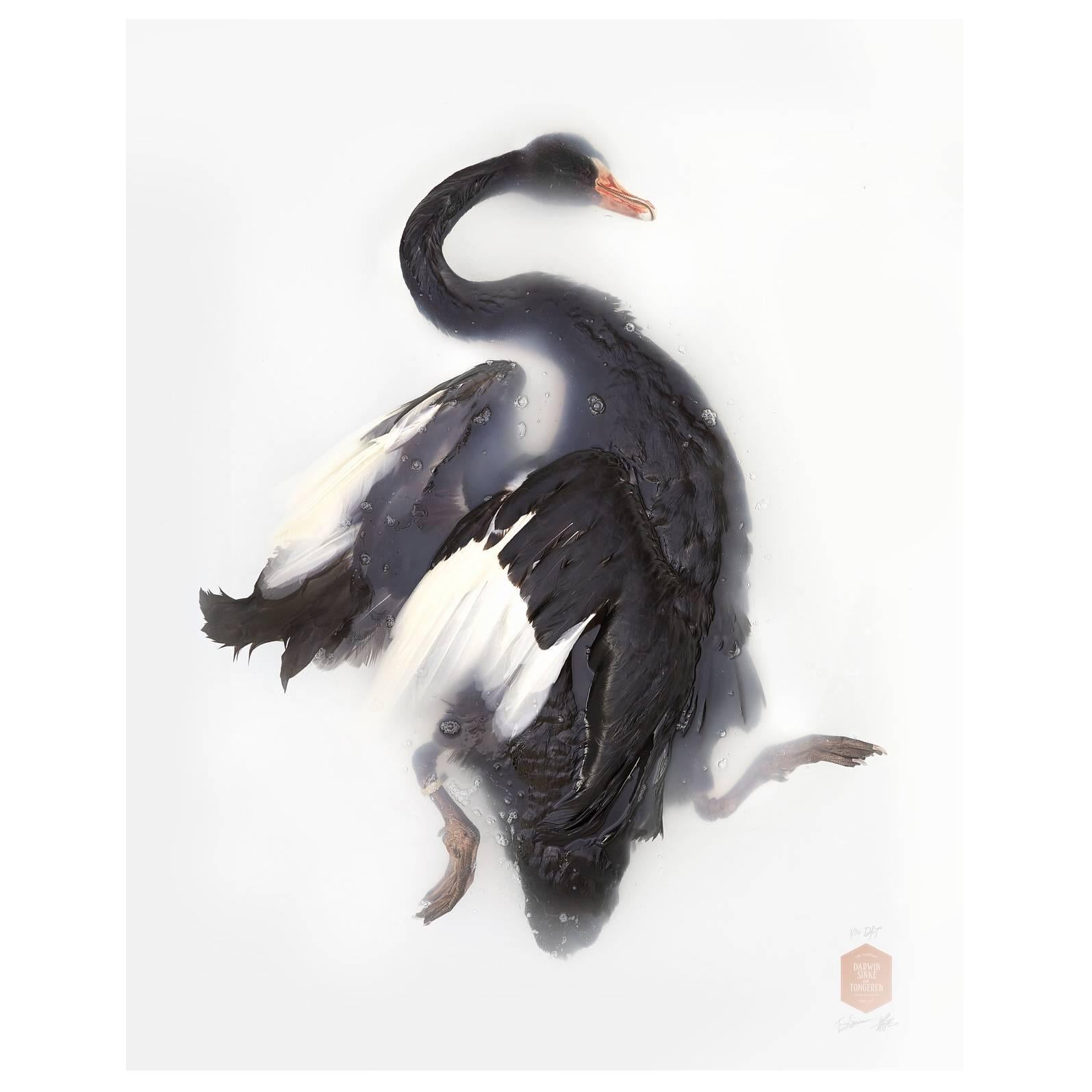 Art Print Titled 'Unknown Pose by Black Swan' by Sinke & van Tongeren For Sale