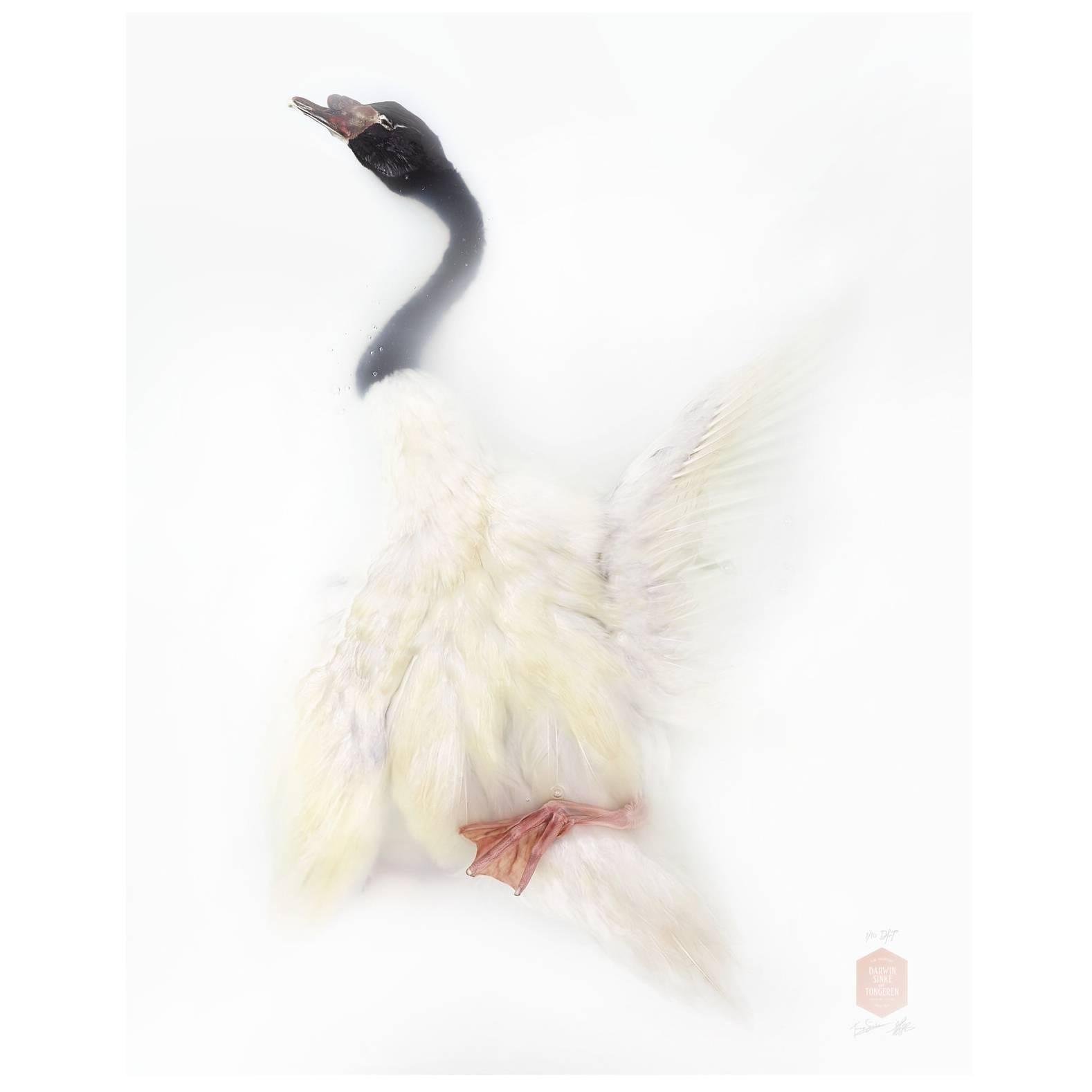Art Print Titled 'Unknown Pose by Black-necked Swan' by Sinke & van Tongeren For Sale