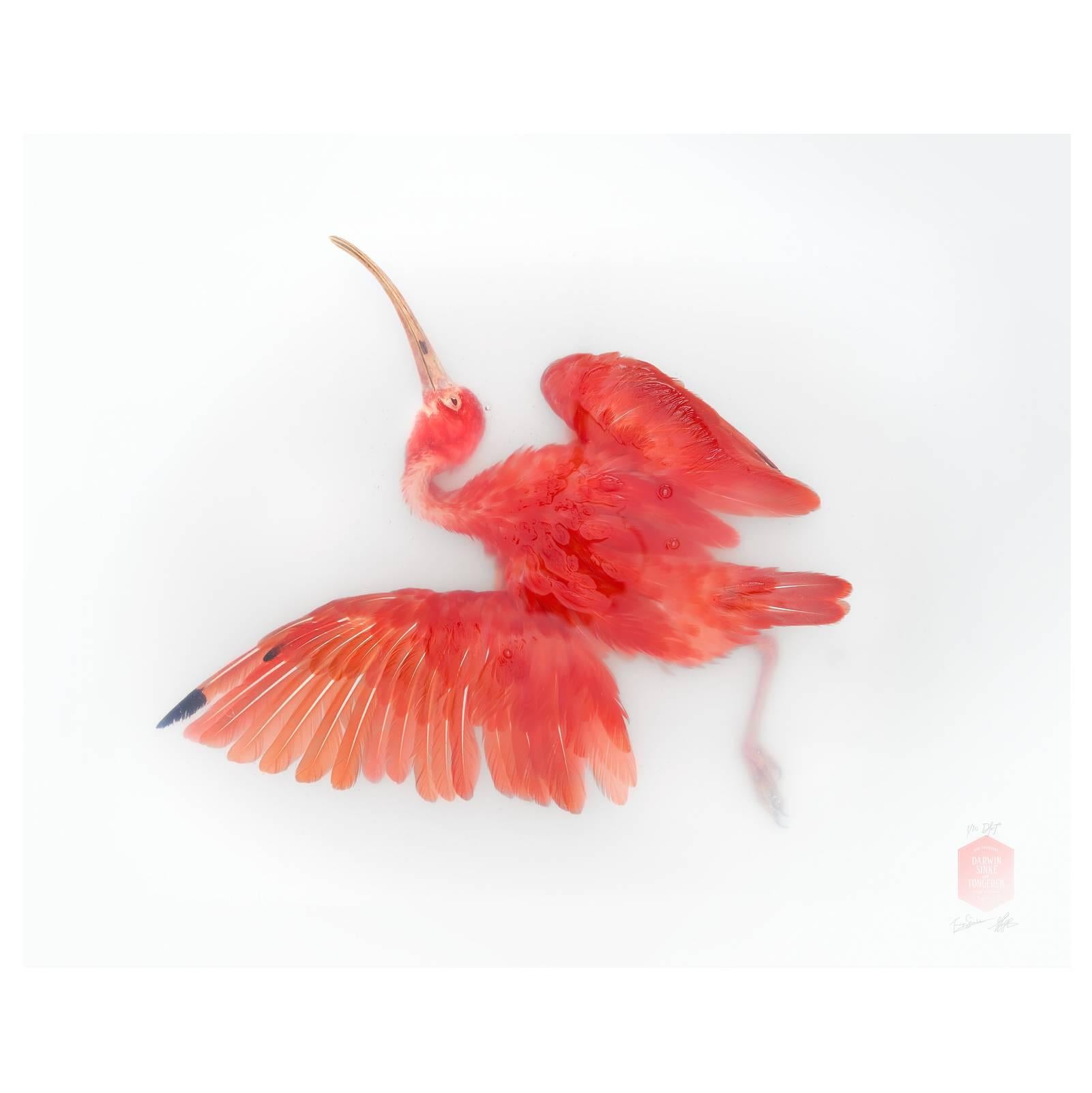 Kunstdruck mit dem Titel „Unbekannte Pose von Scarlet Ibis“ von Sinke & Van Tongeren im Angebot