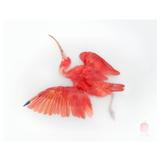 Art Print Titled 'Unknown Pose by Scarlet Ibis' by Sinke & Van Tongeren