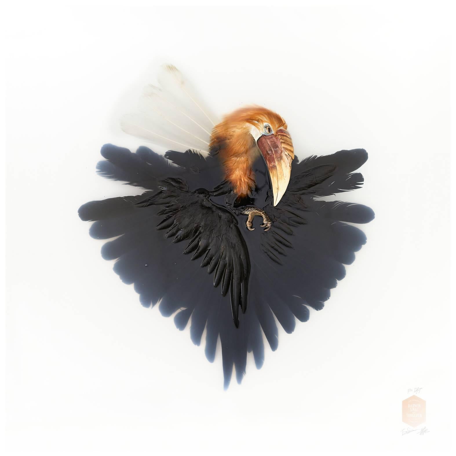 Kunstdruck mit dem Titel „Unbekannte Pose von Wreathed Hornbill“ von Sinke & van Tongeren