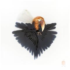Art Print Titled 'Unknown Pose by Wreathed Hornbill' by Sinke & van Tongeren