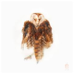 Art Print, Title 'Unknown Pose by Barn Owl' by Sinke and Van Tongeren