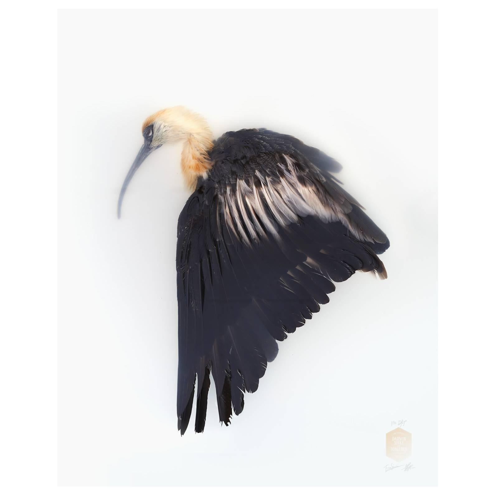 Art Print Titled 'Unknown Pose by Black-faced Ibis' by Sinke & Van Tongeren For Sale