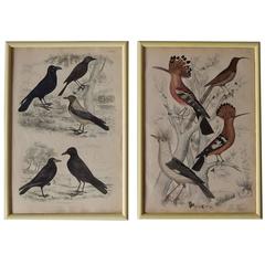 Set of Twelve Antique Bird Prints, Scottish, circa 1830