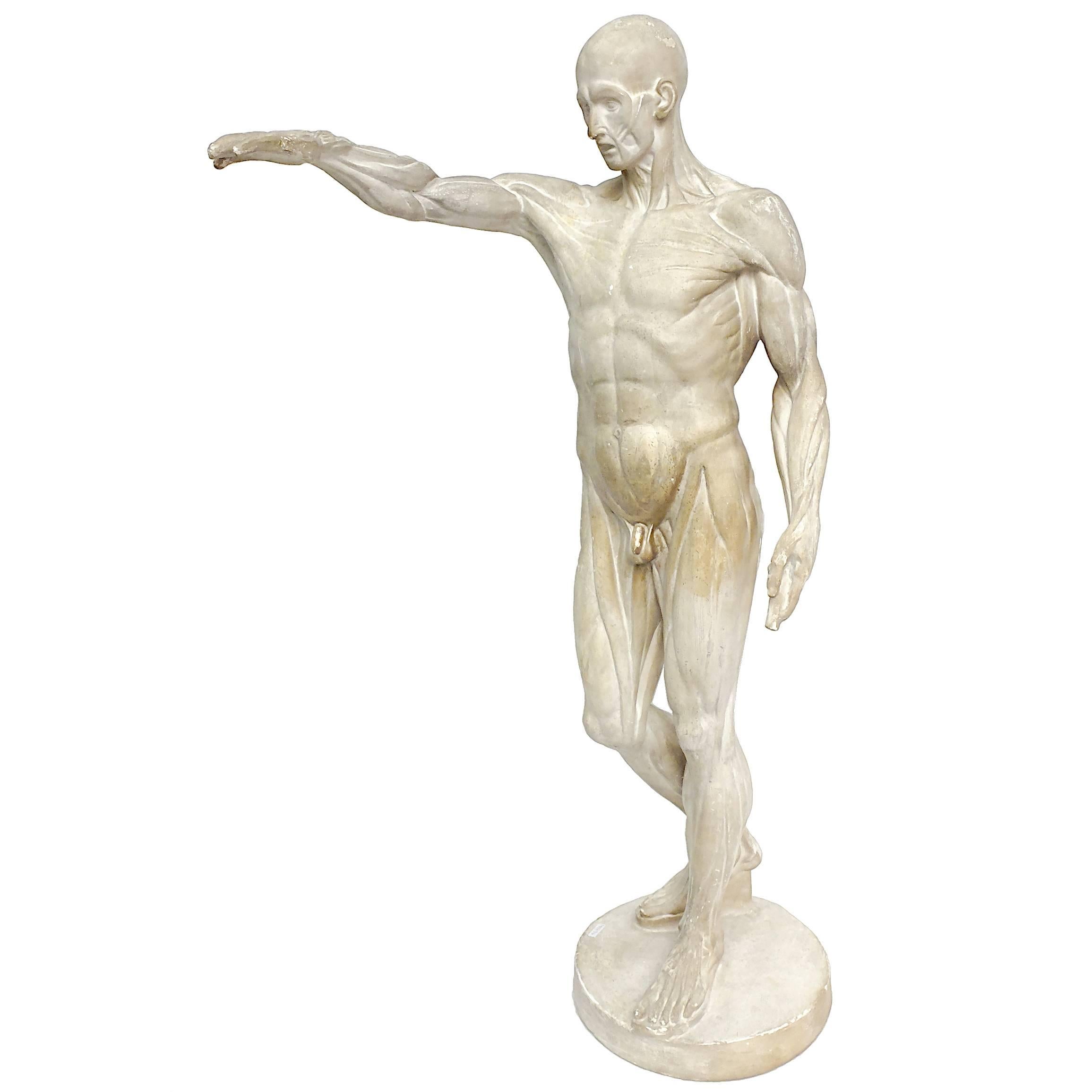 Anatomical Flayed Cast of Plaster Depicting a Standing Man with Lifted Arm