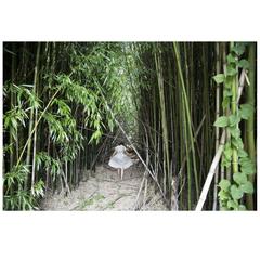 Bastienne Schmidt Bamboo Forest, Shelter Island 2008 Print