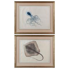 Rare Pair of Anglo-Indian Watercolors of a Squid and a Ray