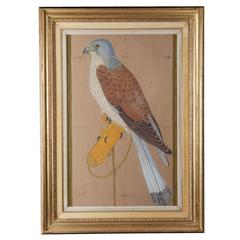 Fine Anglo-Indian Hawk Painting of Large Scale