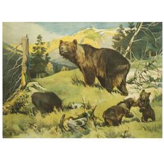 Antique German School Wall Chart "Bears"