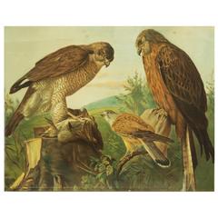 Vintage German School, Teaching Chart, Poster "Birts of Prey"