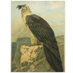 German School, Teaching Chart, Poster "Eagle"
