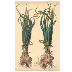 Onion Gouache by Joseph Hémard, circa 1925 Onion Gouache by Joseph Hémard, circa 1925