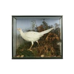 Vintage Taxidermy, Cased Albino Pheasant