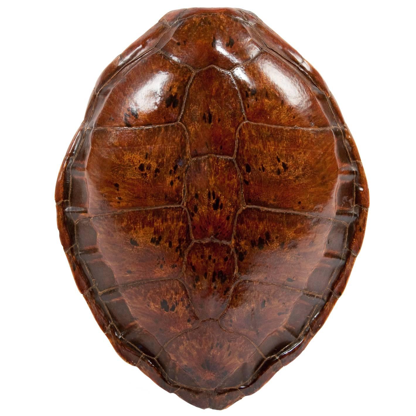 Victorian Turtle Shell