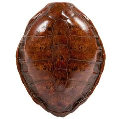 Victorian Turtle Shell