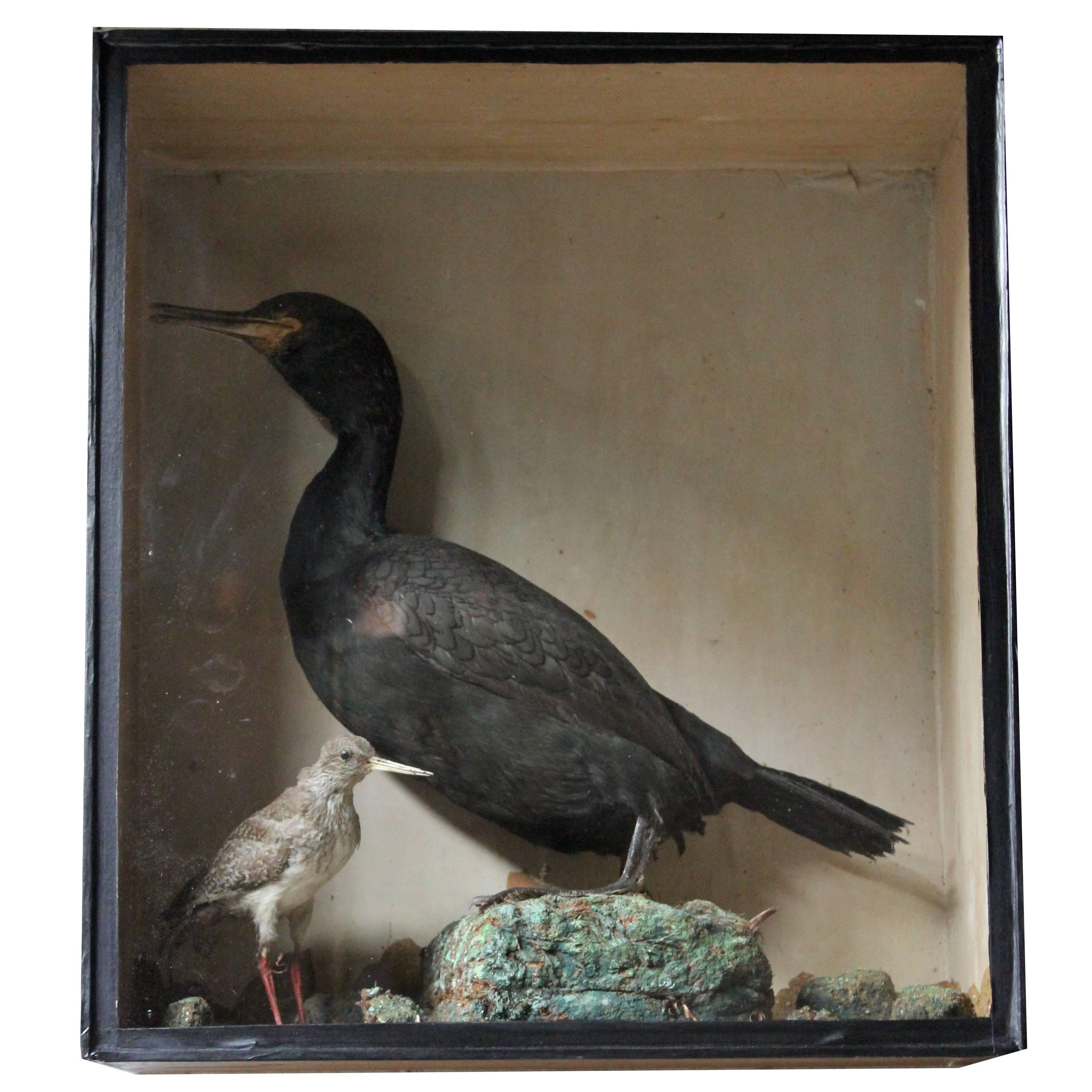 Late 19th Century Taxidermy Study of a Cormorant & Redshank