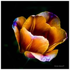 Herald of Spring Photograph 2