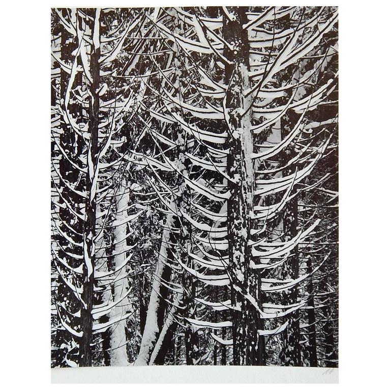 silver gelatin print silver gelatin print
