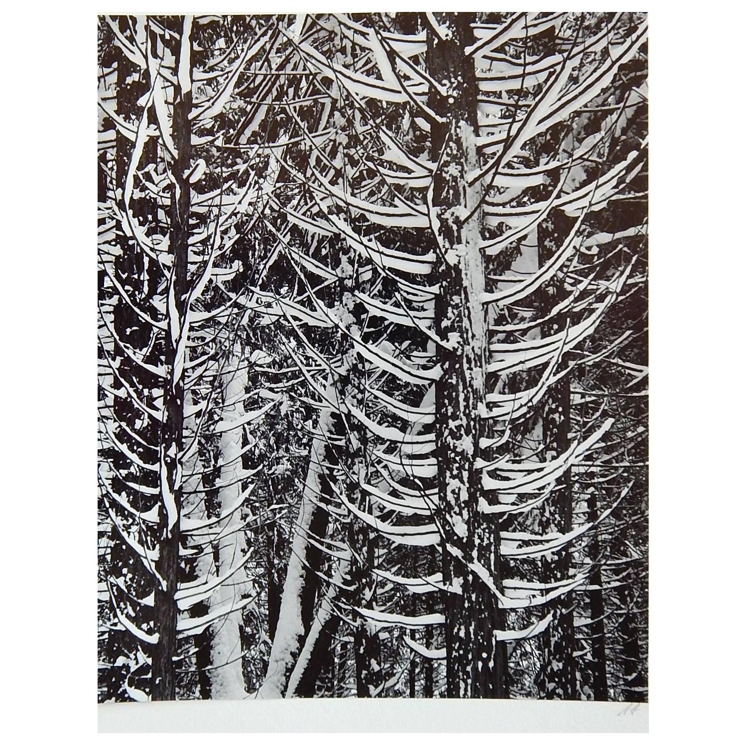 Ansel Adams Original Signed Gelatin Silver Print "Forest Detail, Winter"