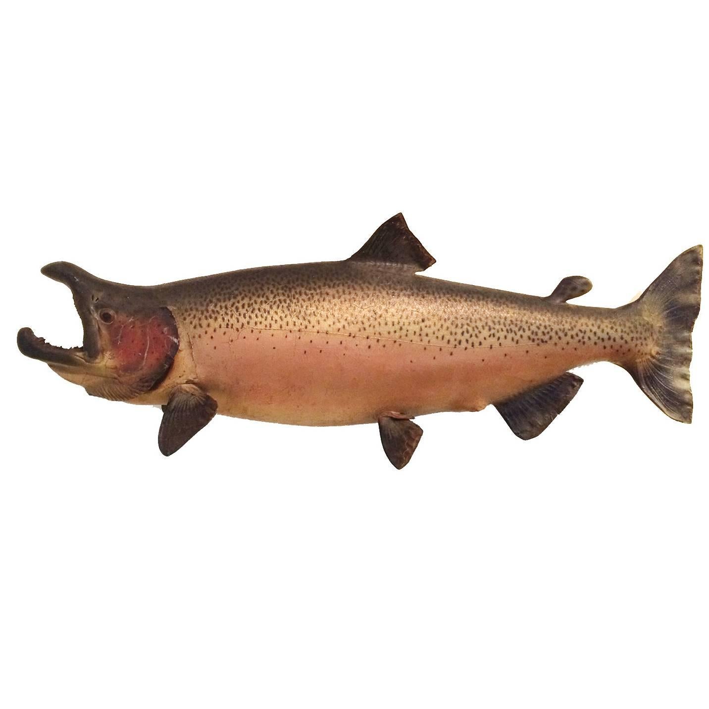 Vintage Mounted Taxidermy Salmon 