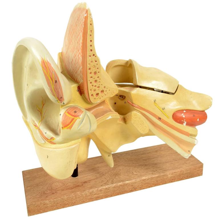 Ear Anatomical Model of the End of the 19th Century For Sale at 1stdibs