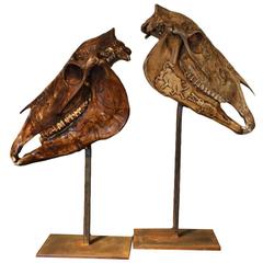 Antique Pair of 19th Century Carved Horses Skulls