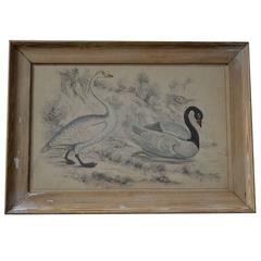 Original Antique Print of a Swan, circa 1850