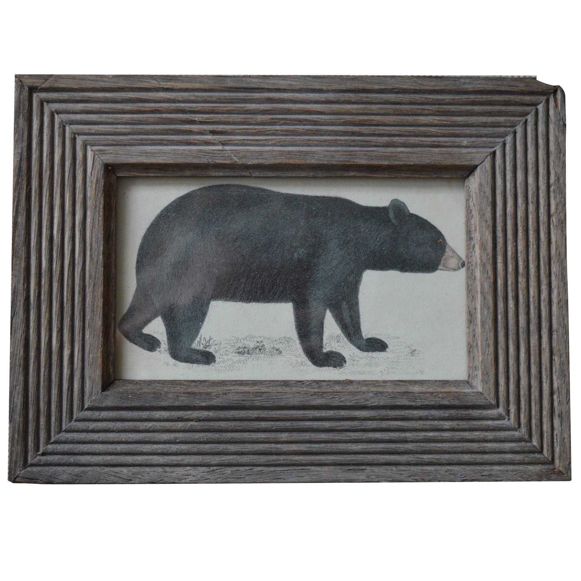 Original Antique Print of a Bear, circa 1850