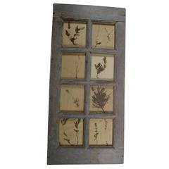 Herbiers Framed in Antique Window Frame 3