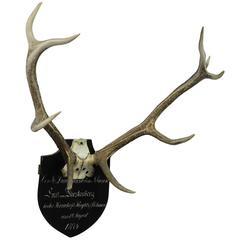 Black Forest Red Deer Trophy from Salem, Germany, 1874