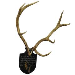 Trophée de cerf rouge de la Forêt-Noire de Salem, Allemagne, 1831