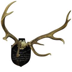 Black Forest Red Deer Trophy from Salem, Germany, 1849