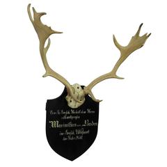 Black Forest Fallow Deer Trophy from Salem, Germany, 1850