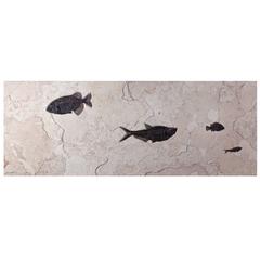 Panoramic Fossil Fish Plaque